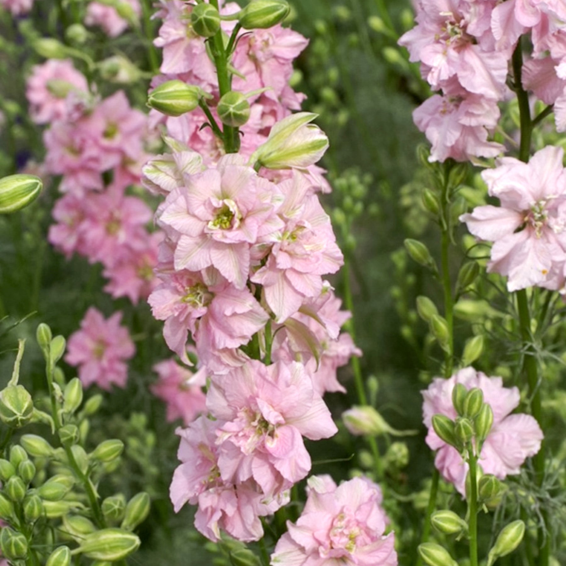 Blumensamen - Delphinium consolida 'QIS Rose' (Rittersporn)