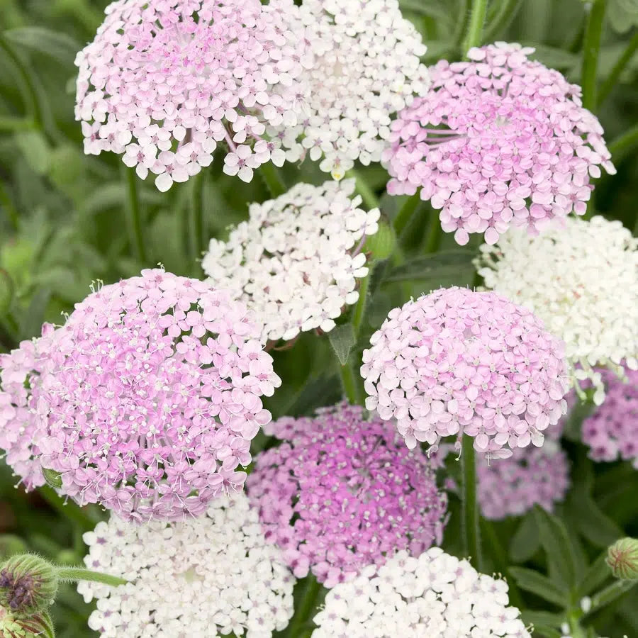 Blumensamen - Didiscus caeruleus  'Lace Pink' (Blaudolde)