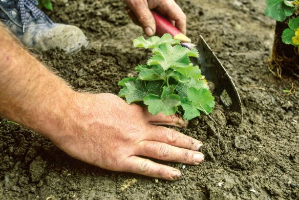 Stauden im Garten. Gestaltungsideen für immerblühende Beete