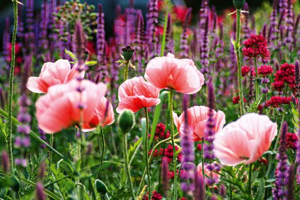 Stauden im Garten. Gestaltungsideen für immerblühende Beete