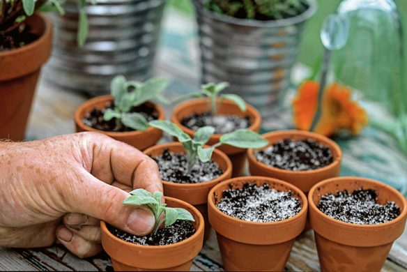 Stauden im Garten. Gestaltungsideen für immerblühende Beete