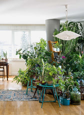 Urban Jungle - Wohnen in Grün