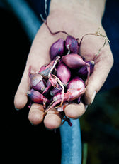 100 Rezepte aus meinem Garten