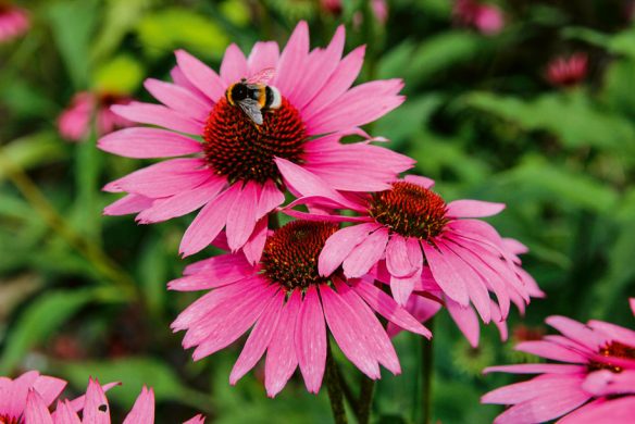 Stauden im Garten. Gestaltungsideen für immerblühende Beete