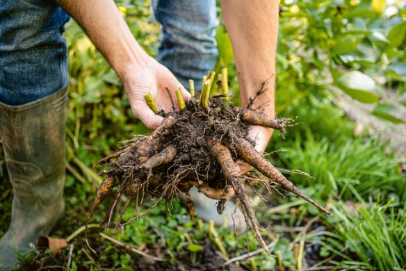 Stauden im Garten. Gestaltungsideen für immerblühende Beete