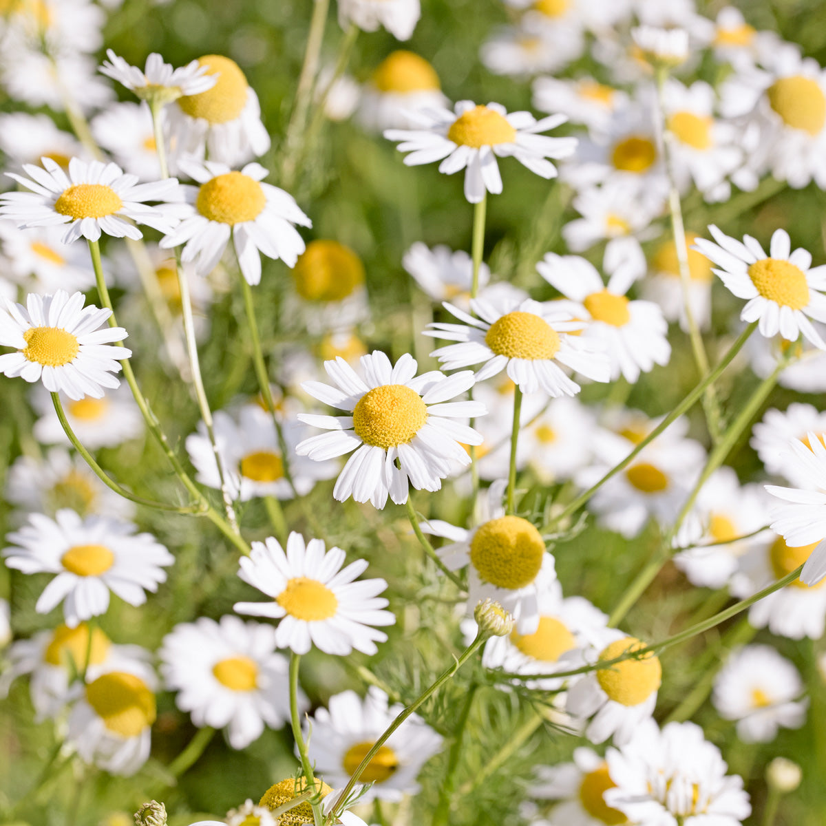 Blumensamen - Matricaria Chamomilla (Kamille)