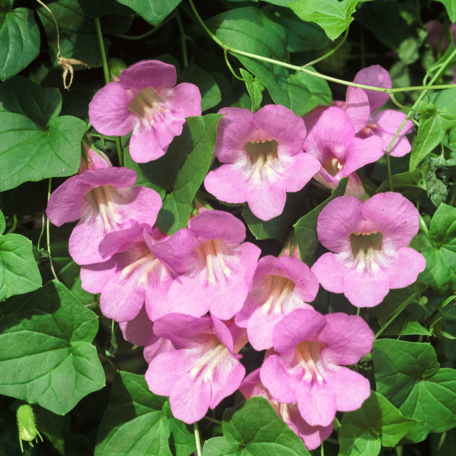 Blumensamen - Asarina scandens 'Mystic Rose' (Kletterndes Löwenmäulchen)