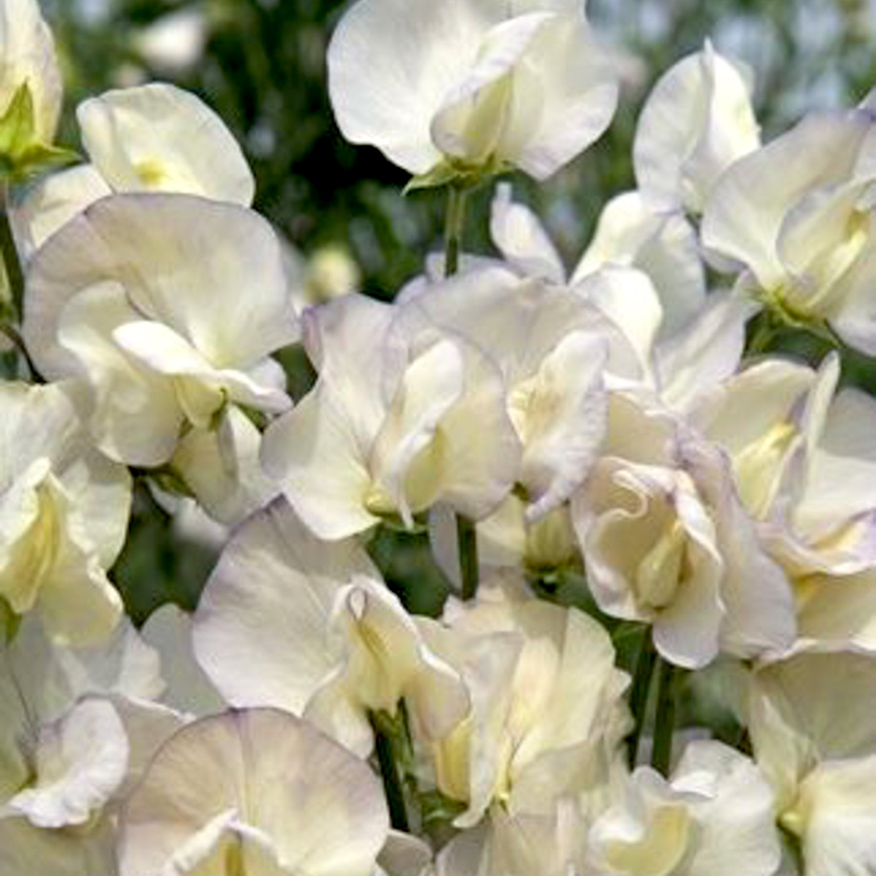 Blumensamen - Lathyrus odoratus 'Spencer Old Times' (Duftwicke)