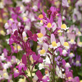 Blumensamen - Linaria Maroccana 'Fairy Lights'  (Marokkanisches Leinkraut)