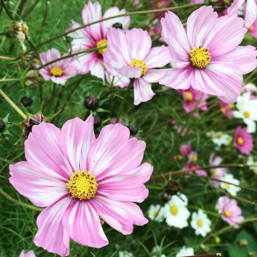 Blumensamen - Cosmos bipinnatus "Rosetta" (Kosmee)