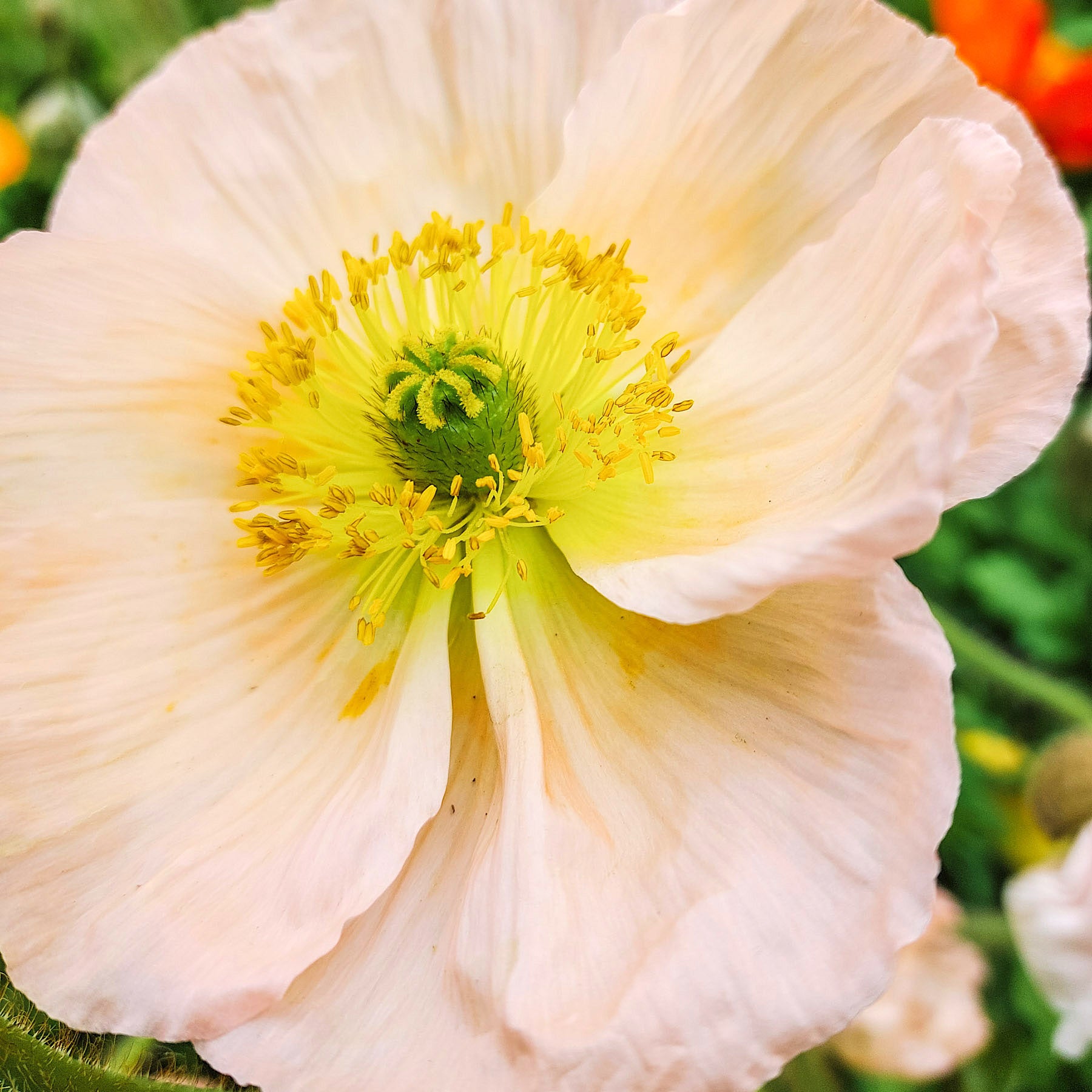 Blumensamen - Papaver nudicaule - "Colibri Rosa Chiaro Pastello" (Islandmohn)