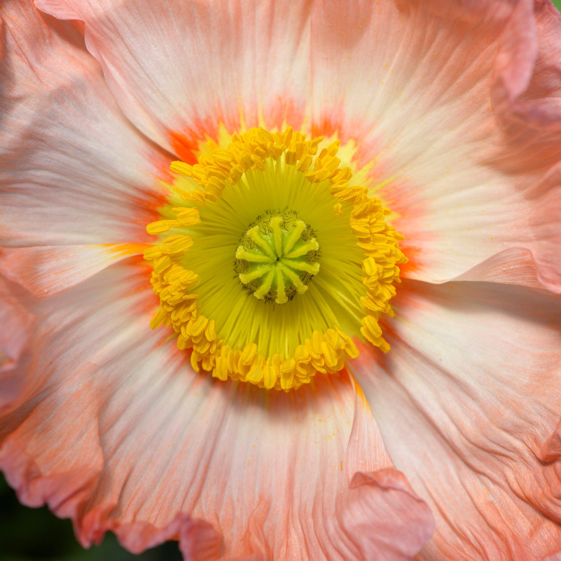 Blumensamen - Papaver nudicaule - "Colibri Rosa Chiaro Pastello" (Islandmohn)