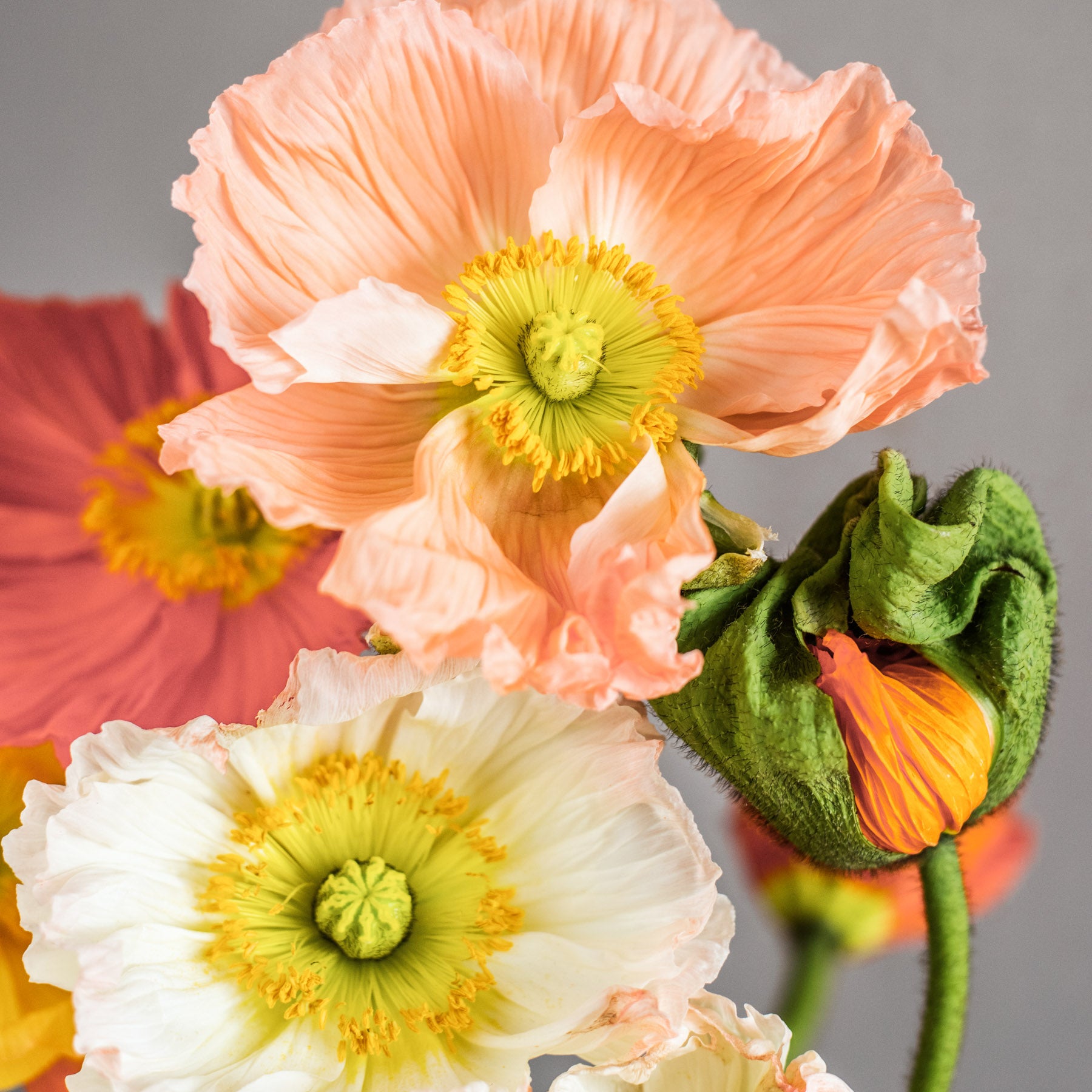 Blumensamen - Papaver nudicaule - "Colibri Rosa Chiaro Pastello" (Islandmohn)