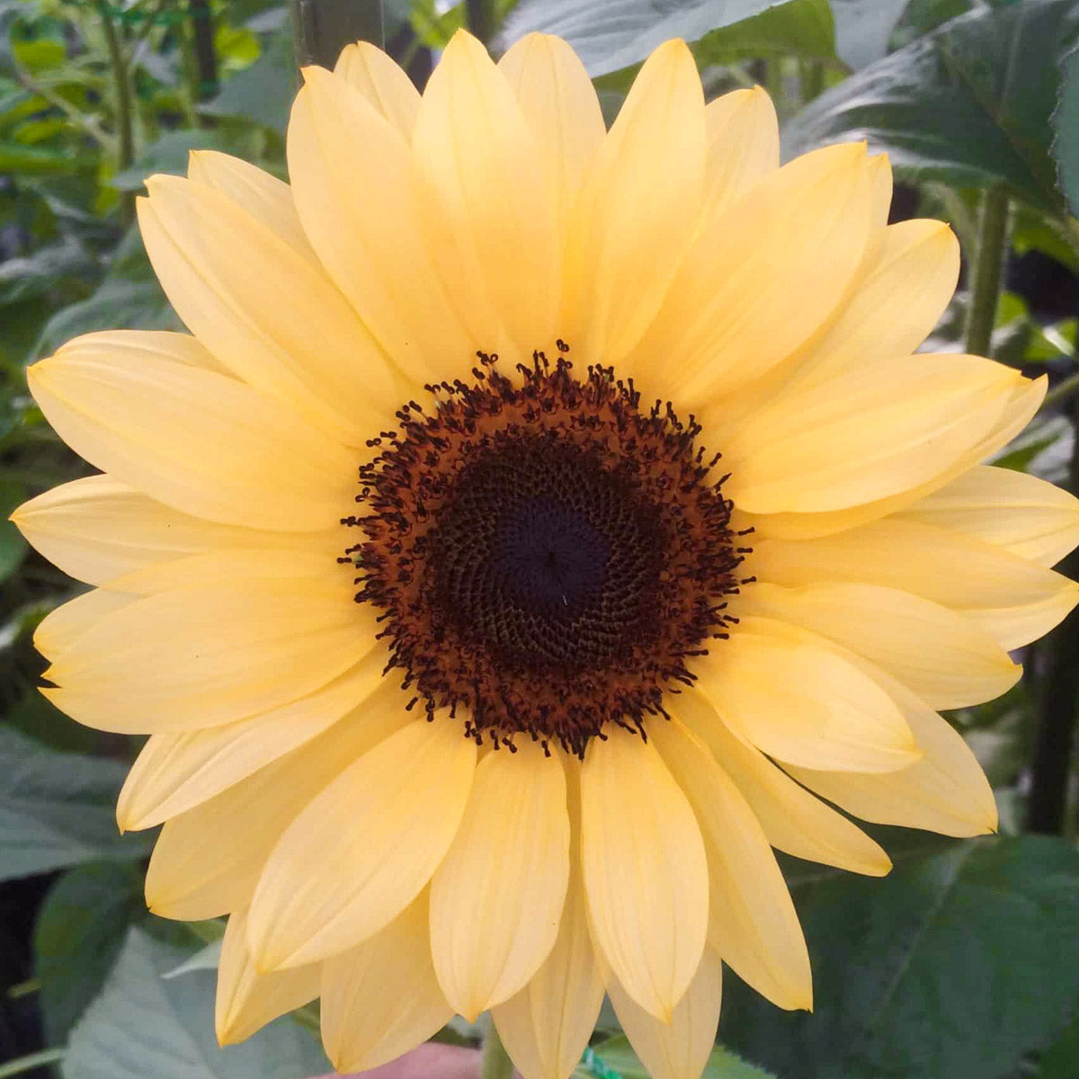 Blumensamen - Helianthus Annuus 'Pro Cut Peach' (Sonnenblume)