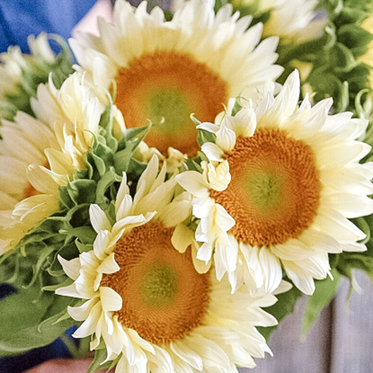 Blumensamen - Helianthus Annuus 'Pro Cut White Lite' (Sonnenblume)