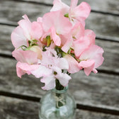 Blumensamen - Lathyrus odoratus 'Spring Sunshine Peach' (Duftwicke)
