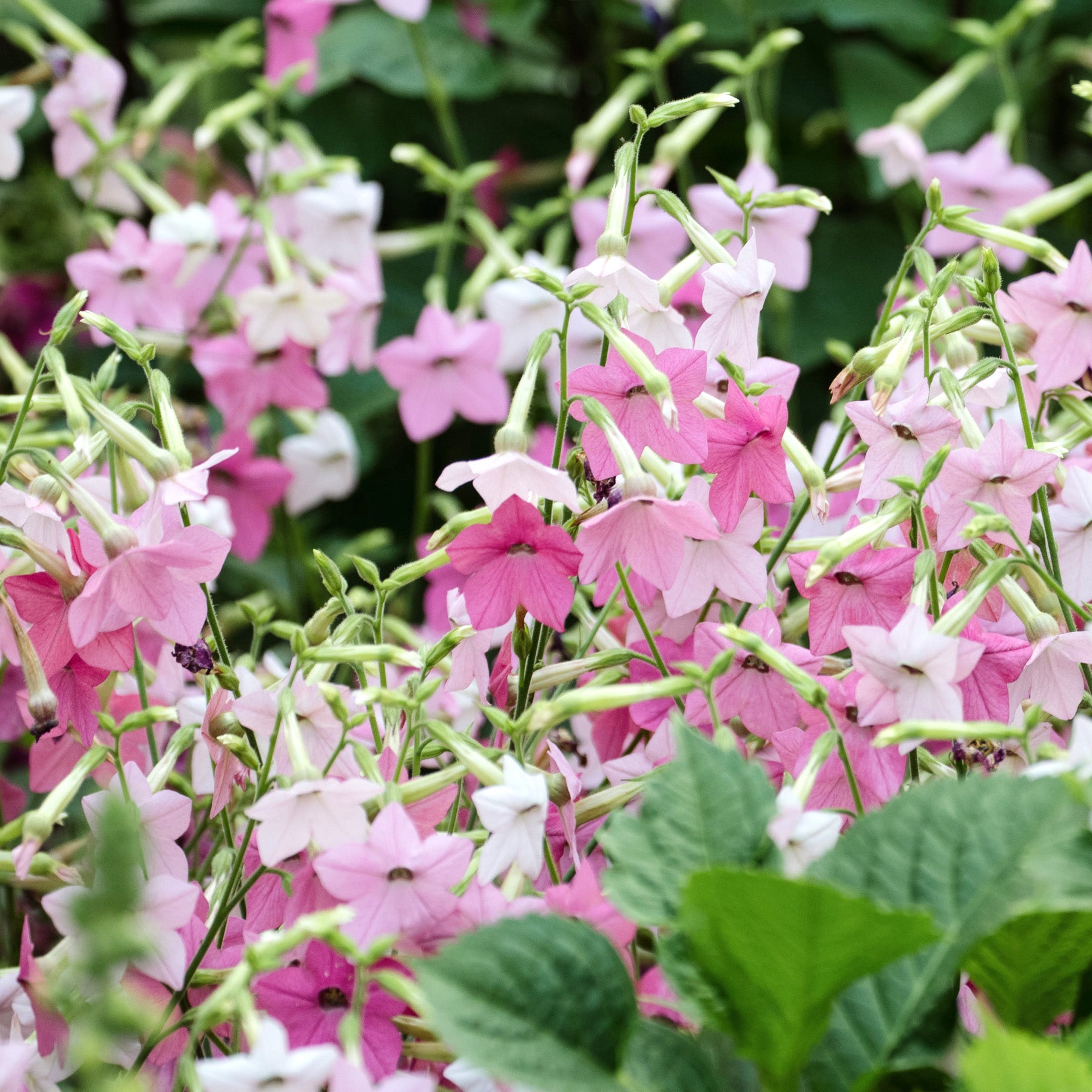 Blumensamen - Nicotiana mutabilis 'Marshmallow' (Blütentabak)