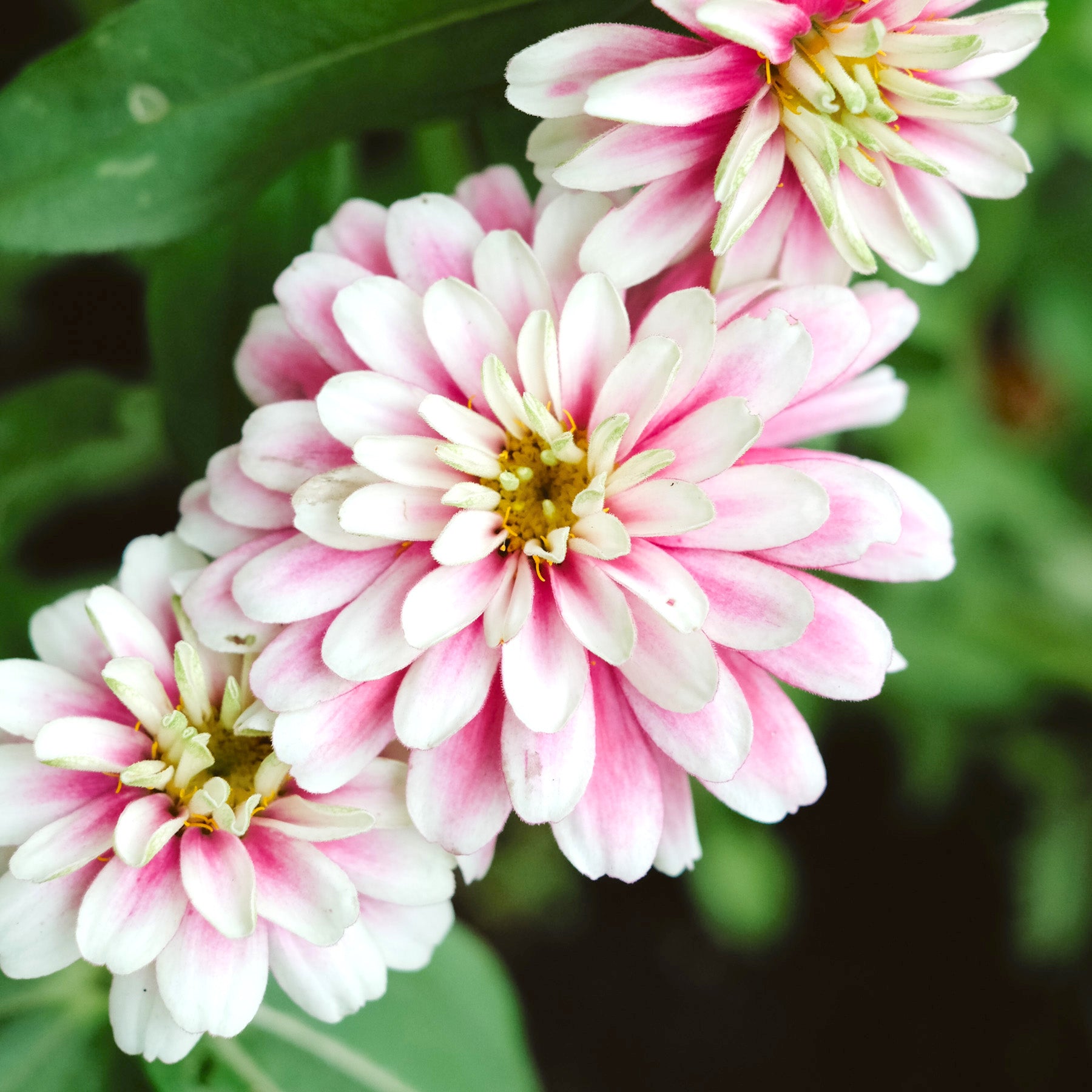 Blumensamen - Zinnia elegans ‘Zahara Double Raspberry Ripple’ (Zinnie)